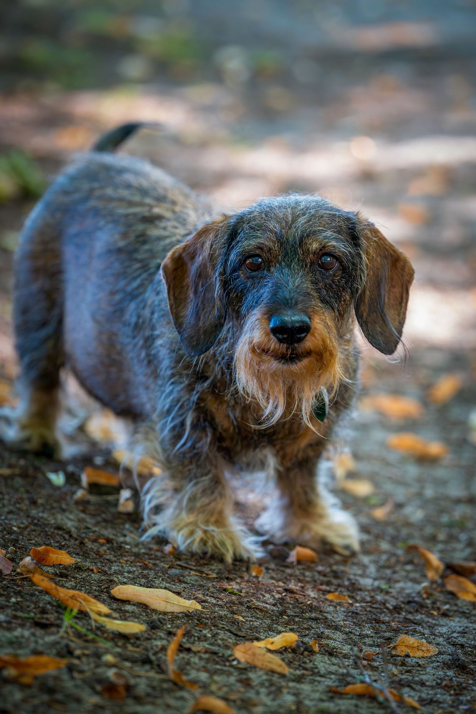 Wire-haired Dachshund standing among autumn leaves