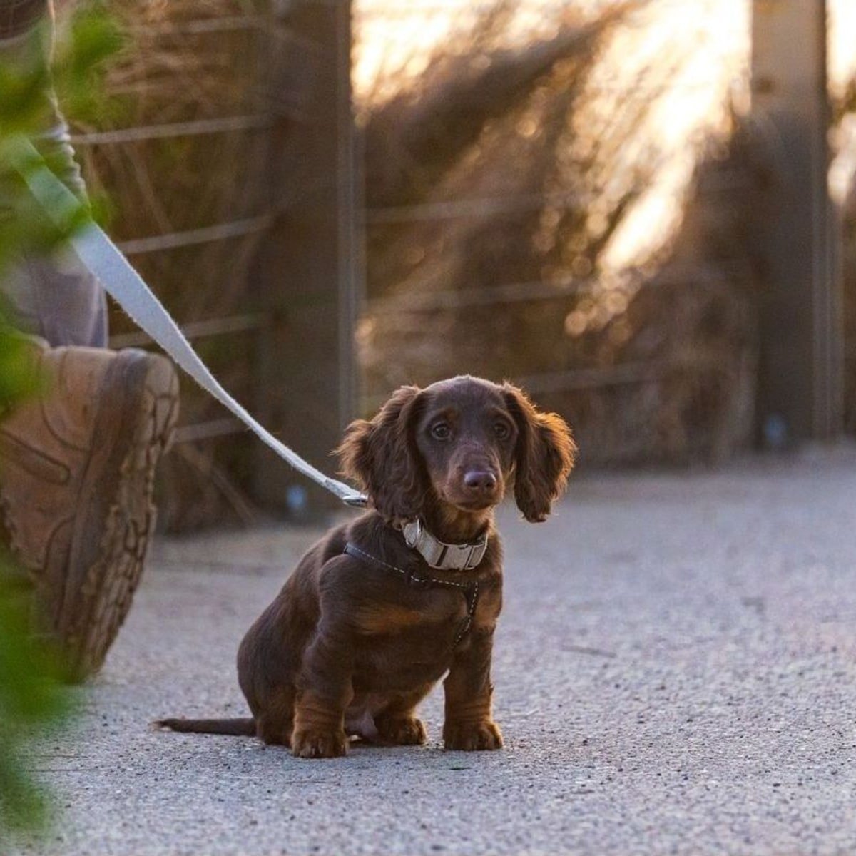 Chocolate & Tan long coat Dachshund puppy named Daisy